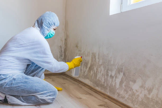 Licensed Black Mold Removal service in Manville, NJ - WQB Mold Removal