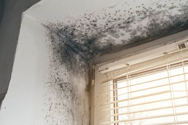 Affordable Black Mold Removal solutions in Manville, NJ